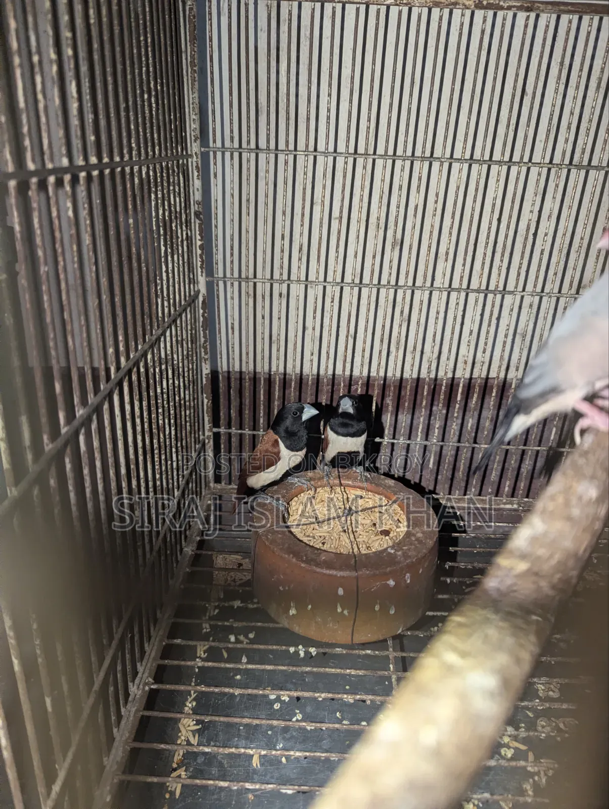 মুনিয়া ফিঞ্চ পাখি