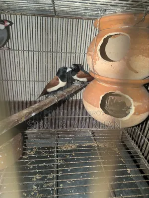 মুনিয়া ফিঞ্চ পাখি