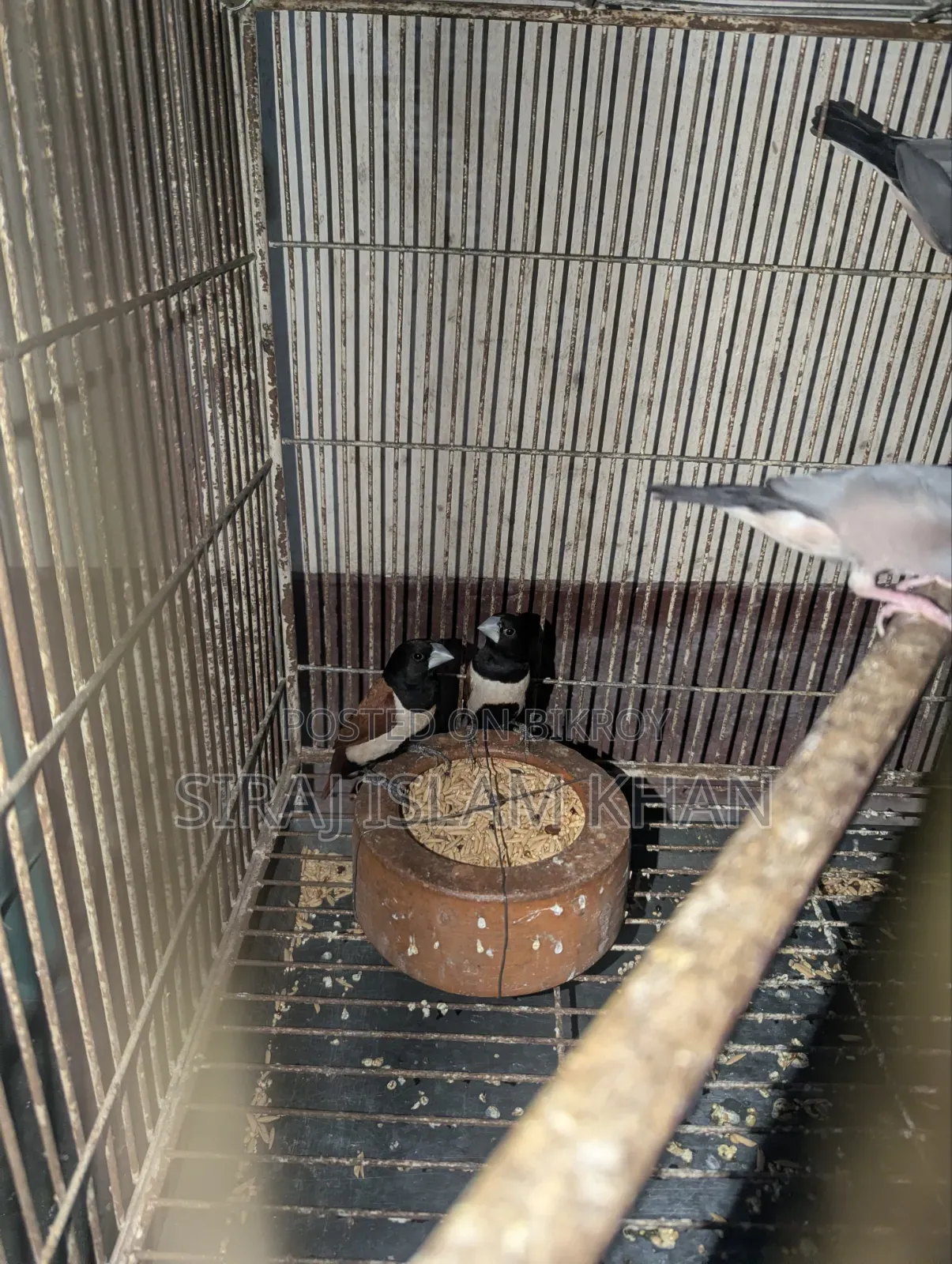 মুনিয়া ফিঞ্চ পাখি