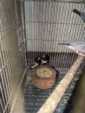 মুনিয়া ফিঞ্চ পাখি
