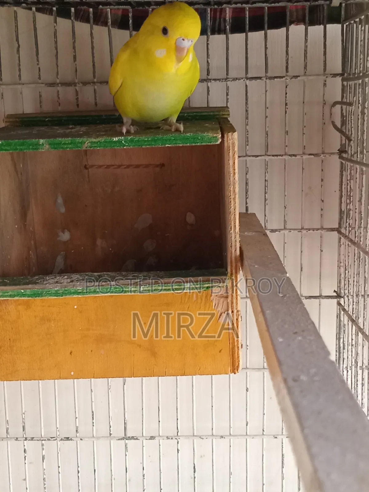 Budgerigar Bird