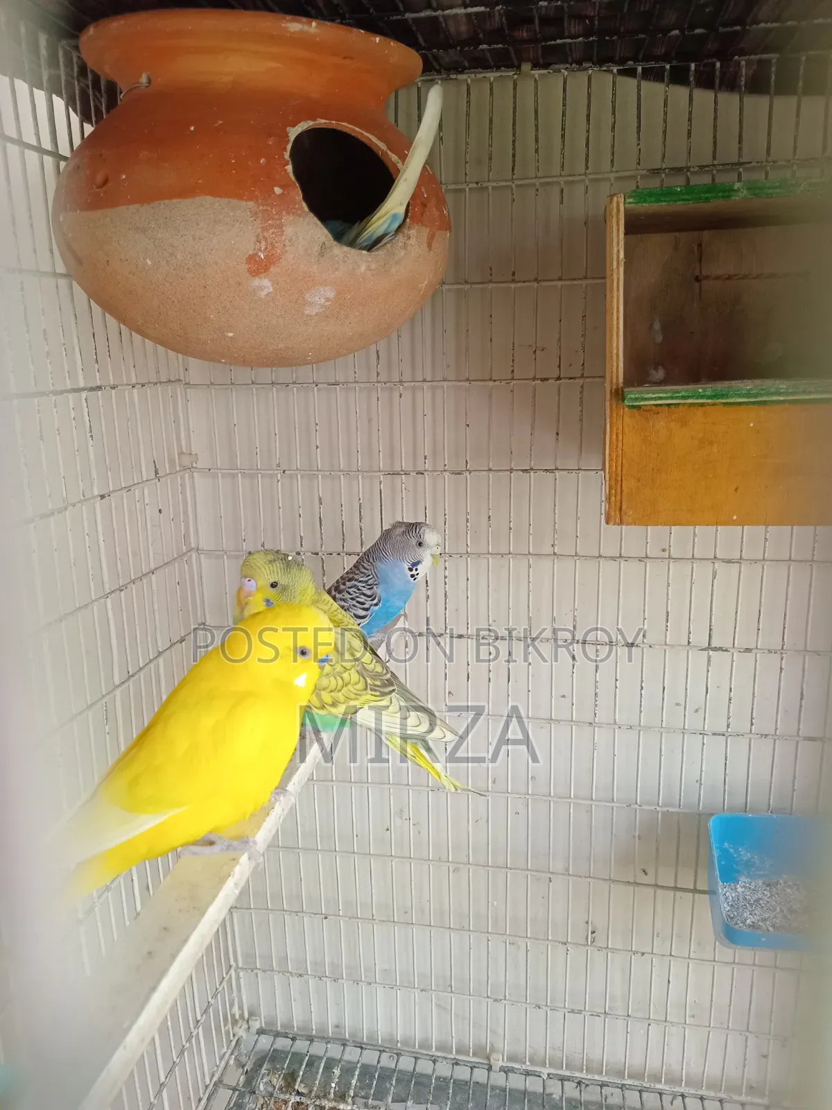 Budgerigar Bird