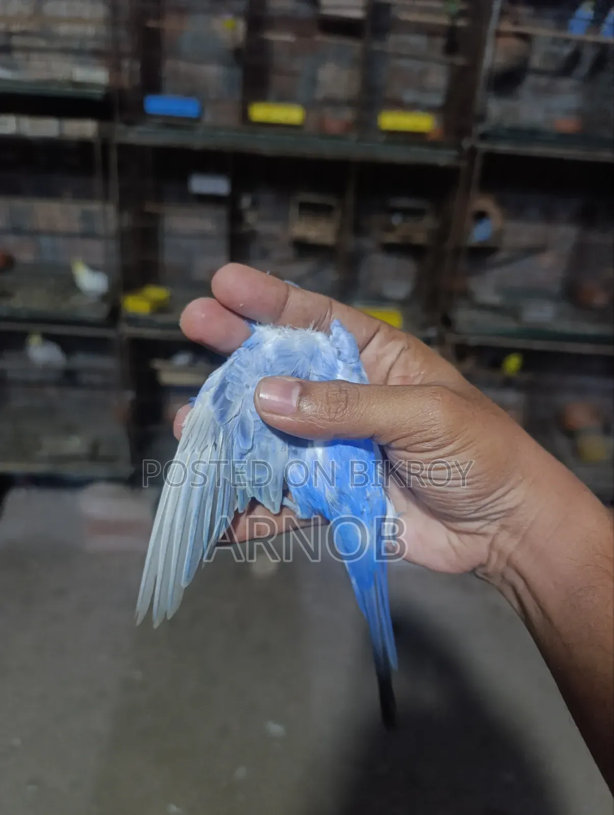 Rainbow Budgerigar Male