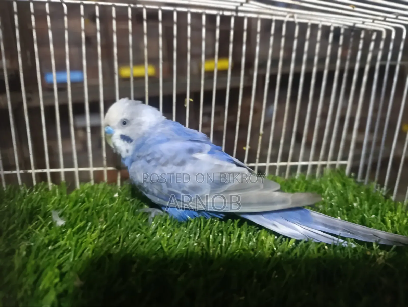 Rainbow Budgerigar Male
