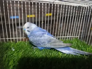 Rainbow Budgerigar Male