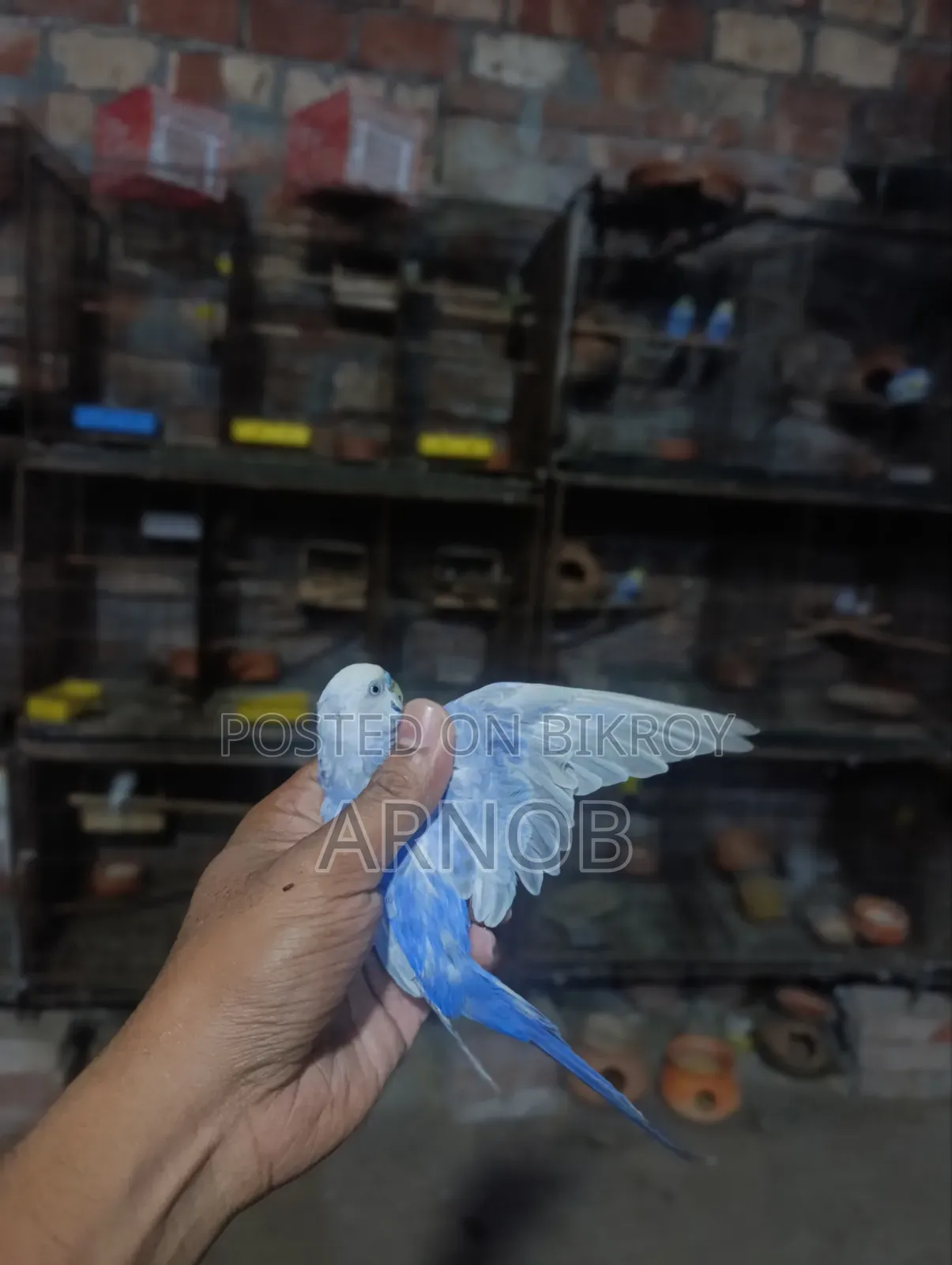 Rainbow Budgerigar Male