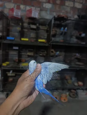 Rainbow Budgerigar Male