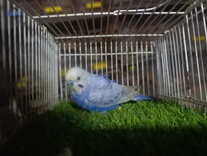 Rainbow Budgerigar Male