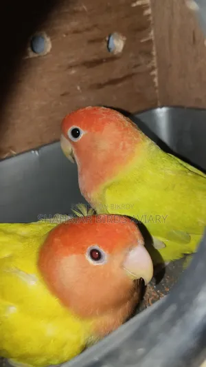 Red Head Opaline Lovebird