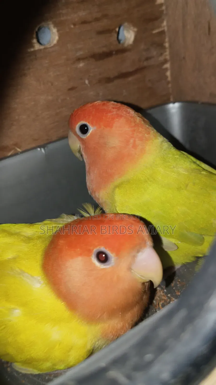 Red Head Opaline Lovebird
