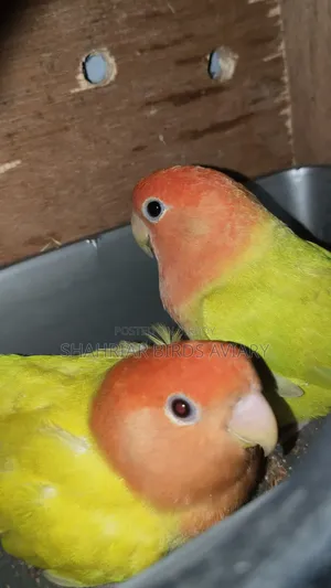 Red Head Opaline Lovebird