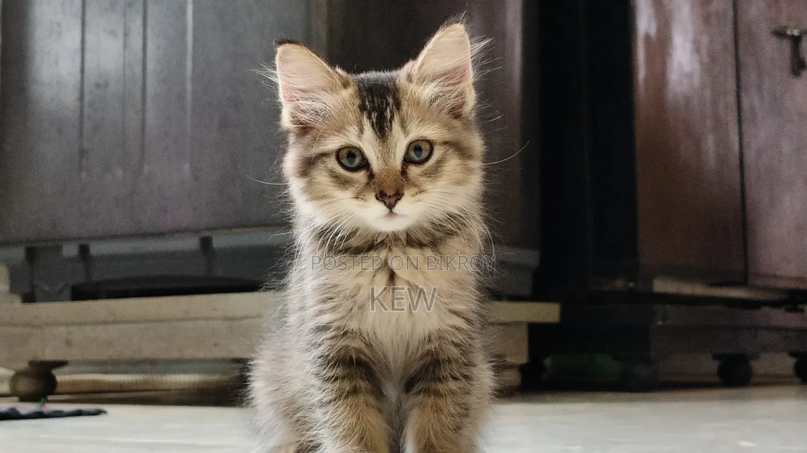 1-3 months Female Mixed Breed Cat