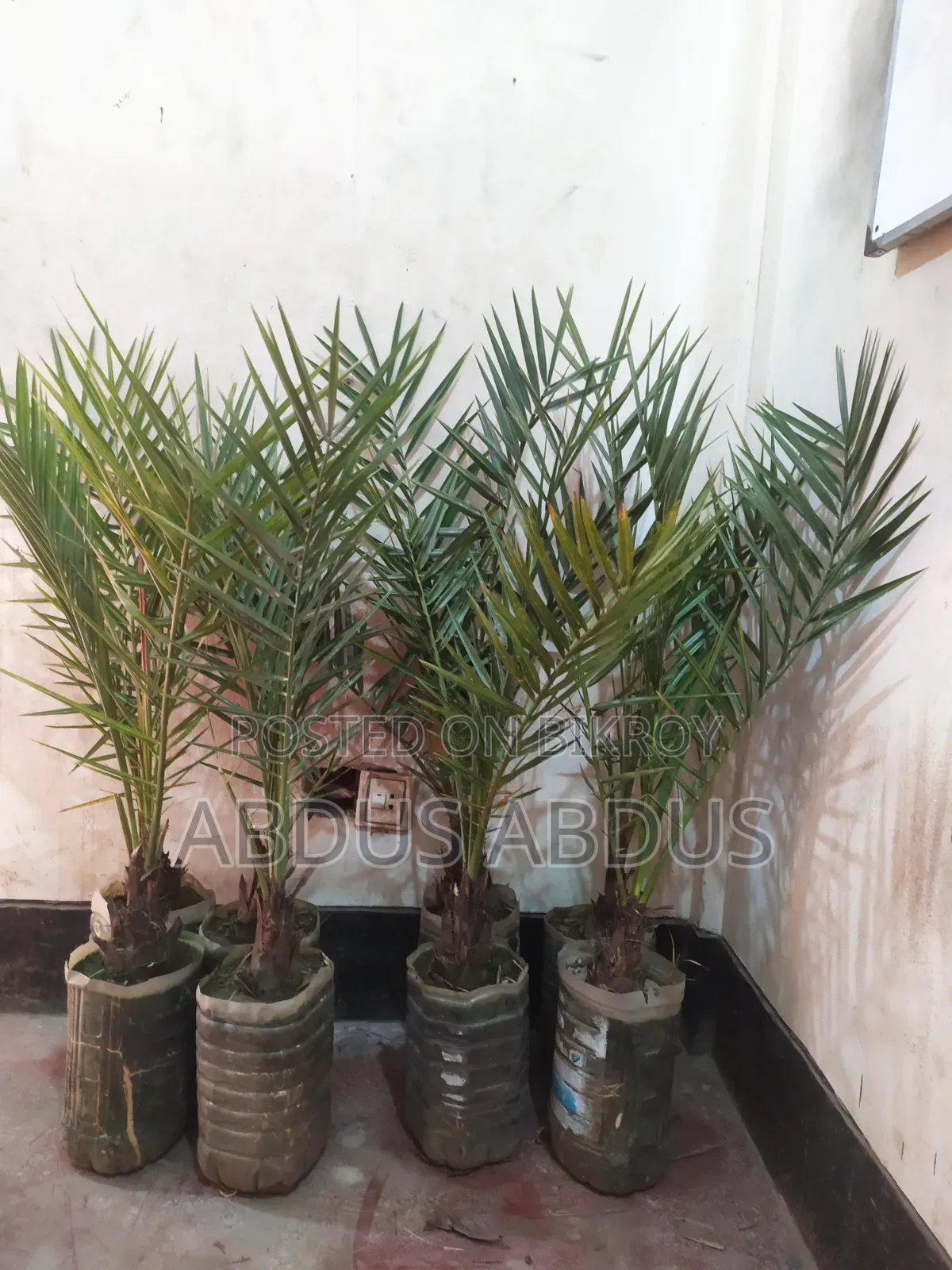 সৌদি আরবের আজোয়া ও মরিয়ম খেজুর গাছের চারা বিক্রি করা হবে।