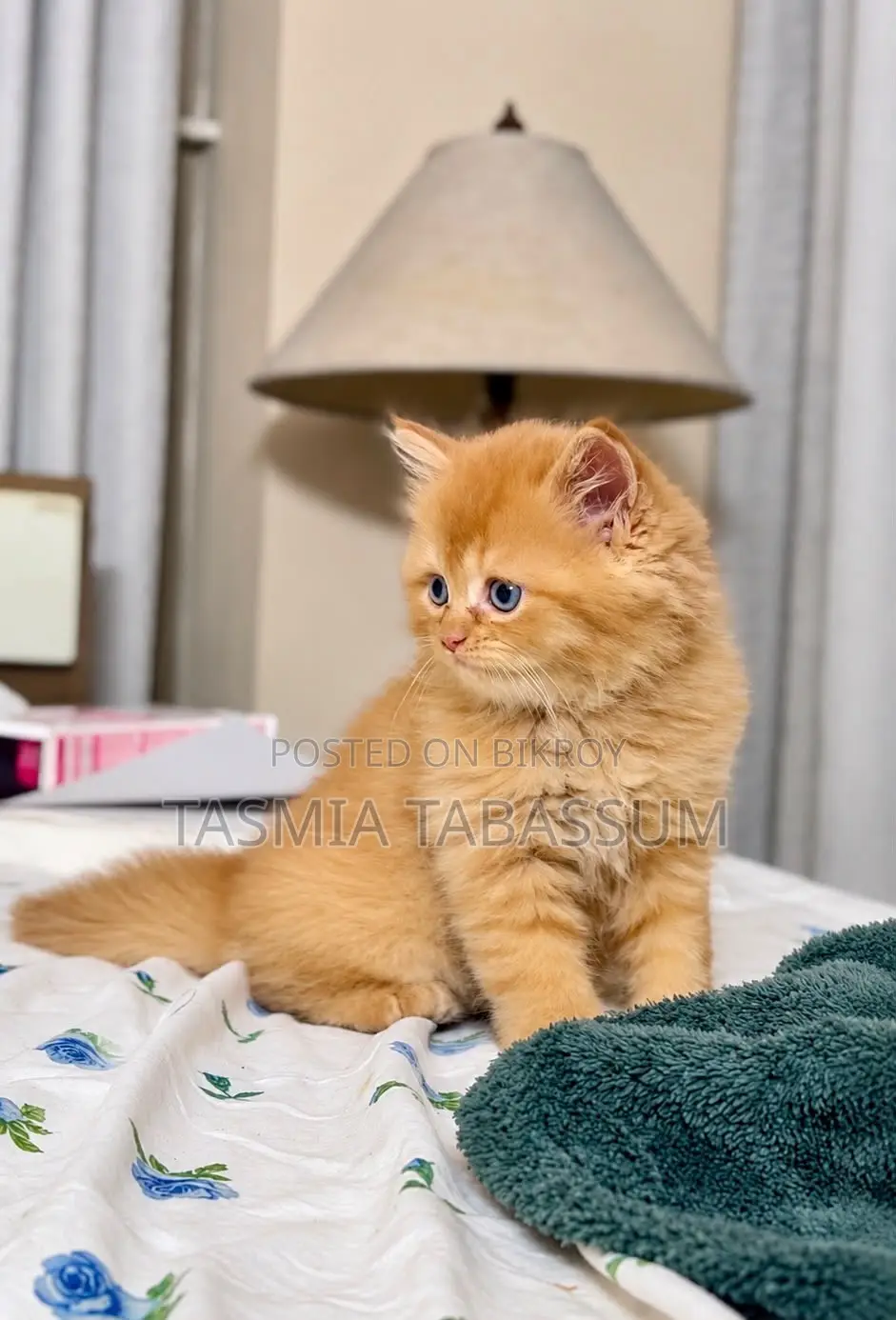 1-3 Months Female Purebred Persian Cat