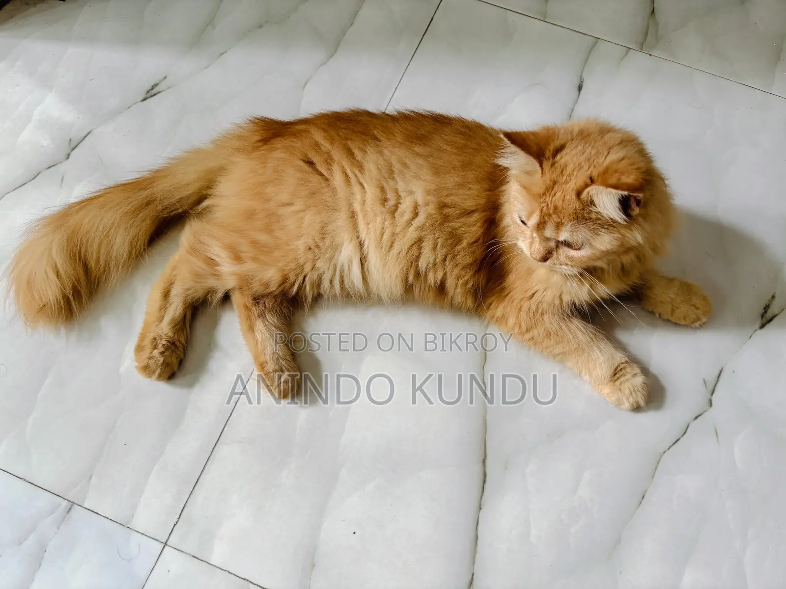 3-6 months Female Purebred Persian
