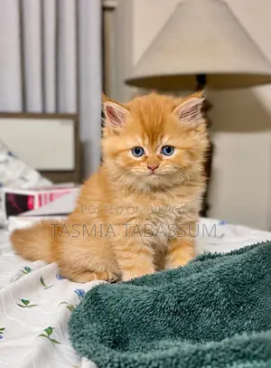 1-3 Months Female Purebred Persian Cat