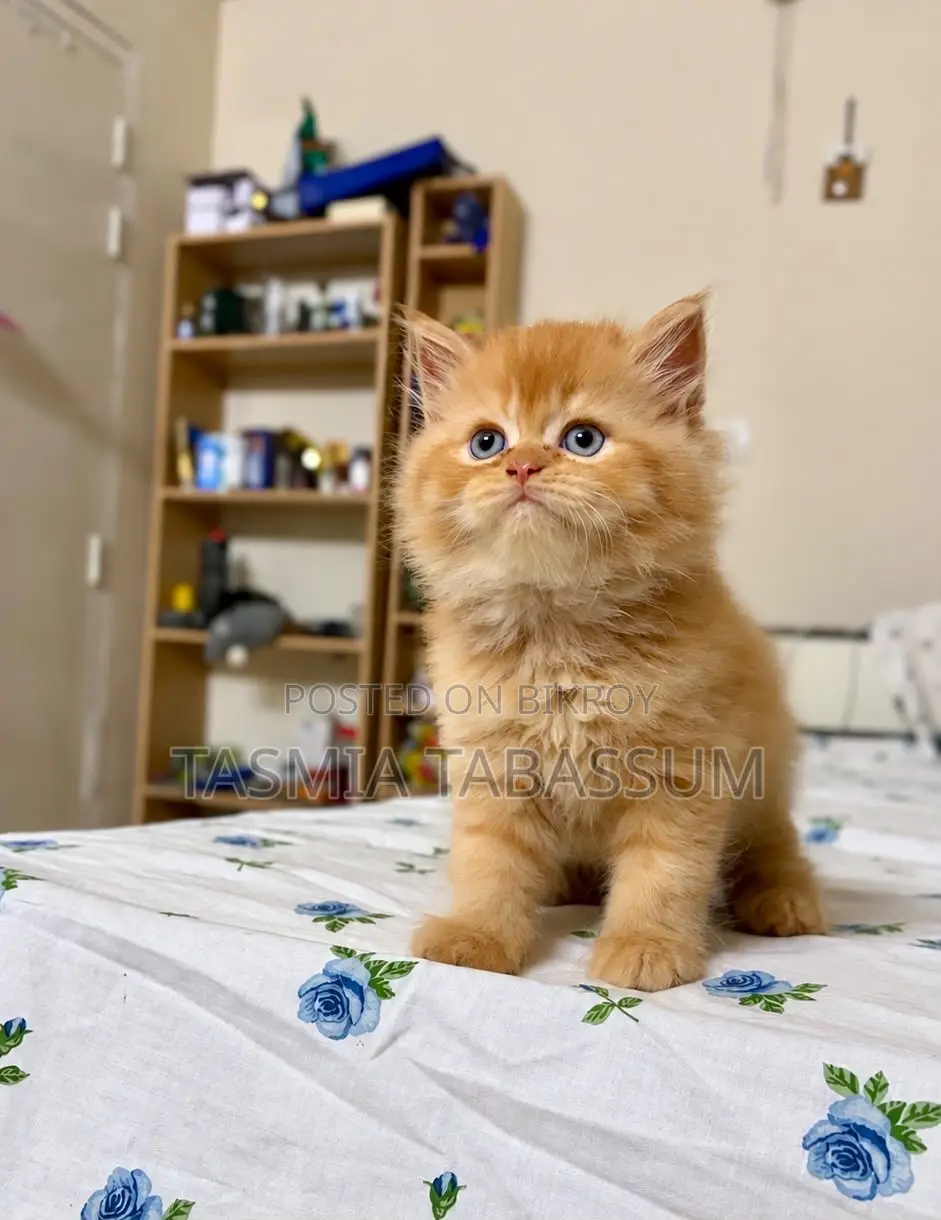 1-3 Months Female Purebred Persian Cat