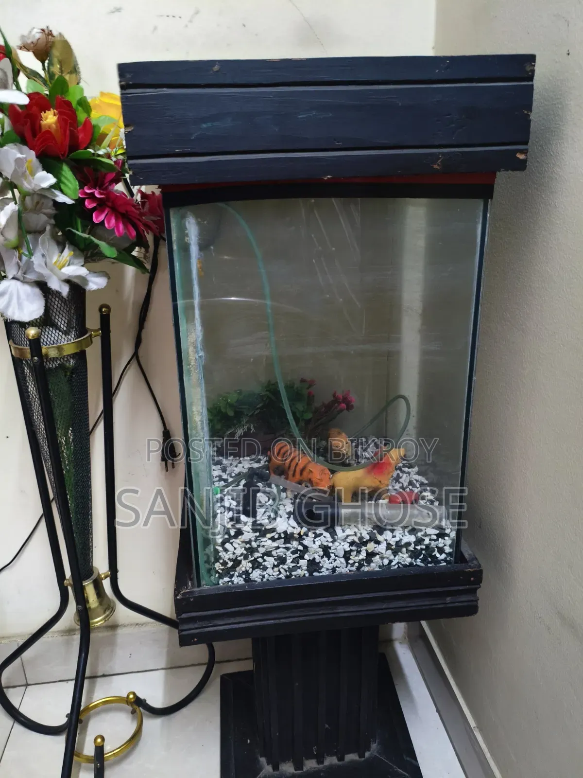 Aquarium Fish