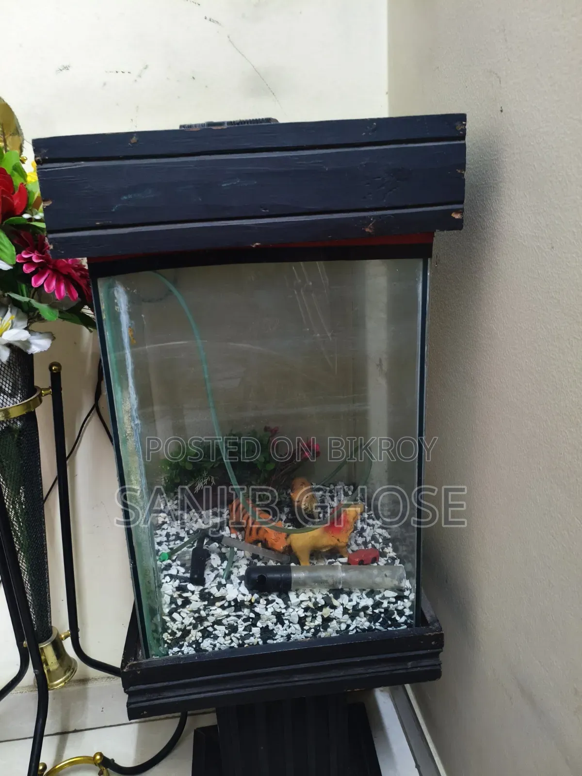 Aquarium Fish