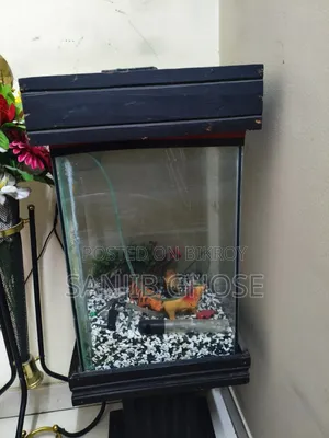 Aquarium Fish