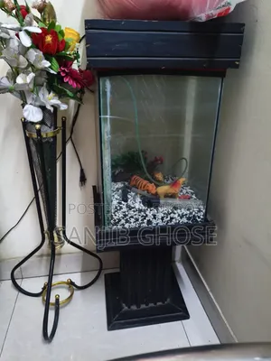 Aquarium Fish