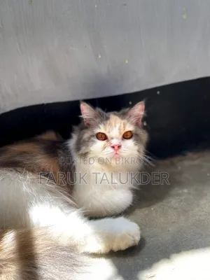 ৬-১২ মাস বয়সী খাঁটি জাতের পার্সিয়ান মাদী বিড়ালছানা