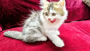 ১-৩ মাস বয়সী ফিমেল পিওর পারসিয়ান