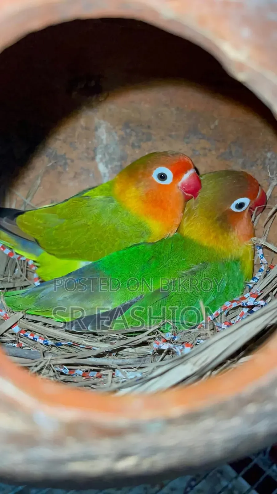Green Fischer Lovebird Pair