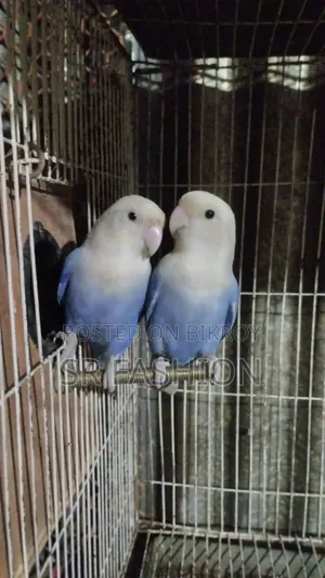 লাভবার্ড পেয়ার