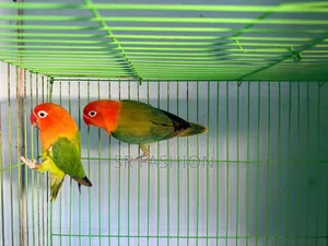 গ্রিন ফিশার লাভবার্ড
