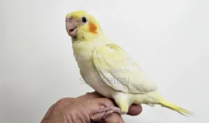 টেম ককাটেল