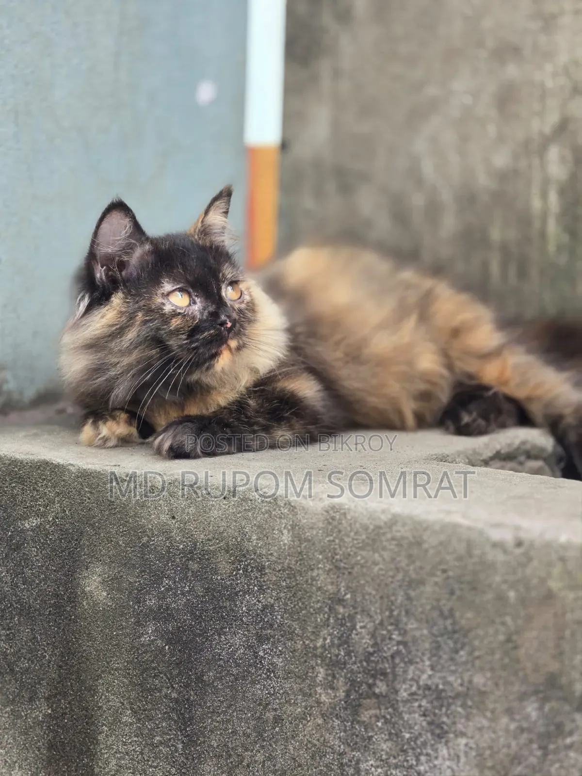 ৩-৬ মাসের মাদি খাঁটি পার্সিয়ান বিড়াল