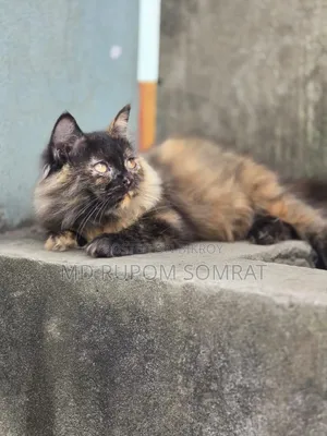 ৩-৬ মাসের মাদি খাঁটি পার্সিয়ান বিড়াল
