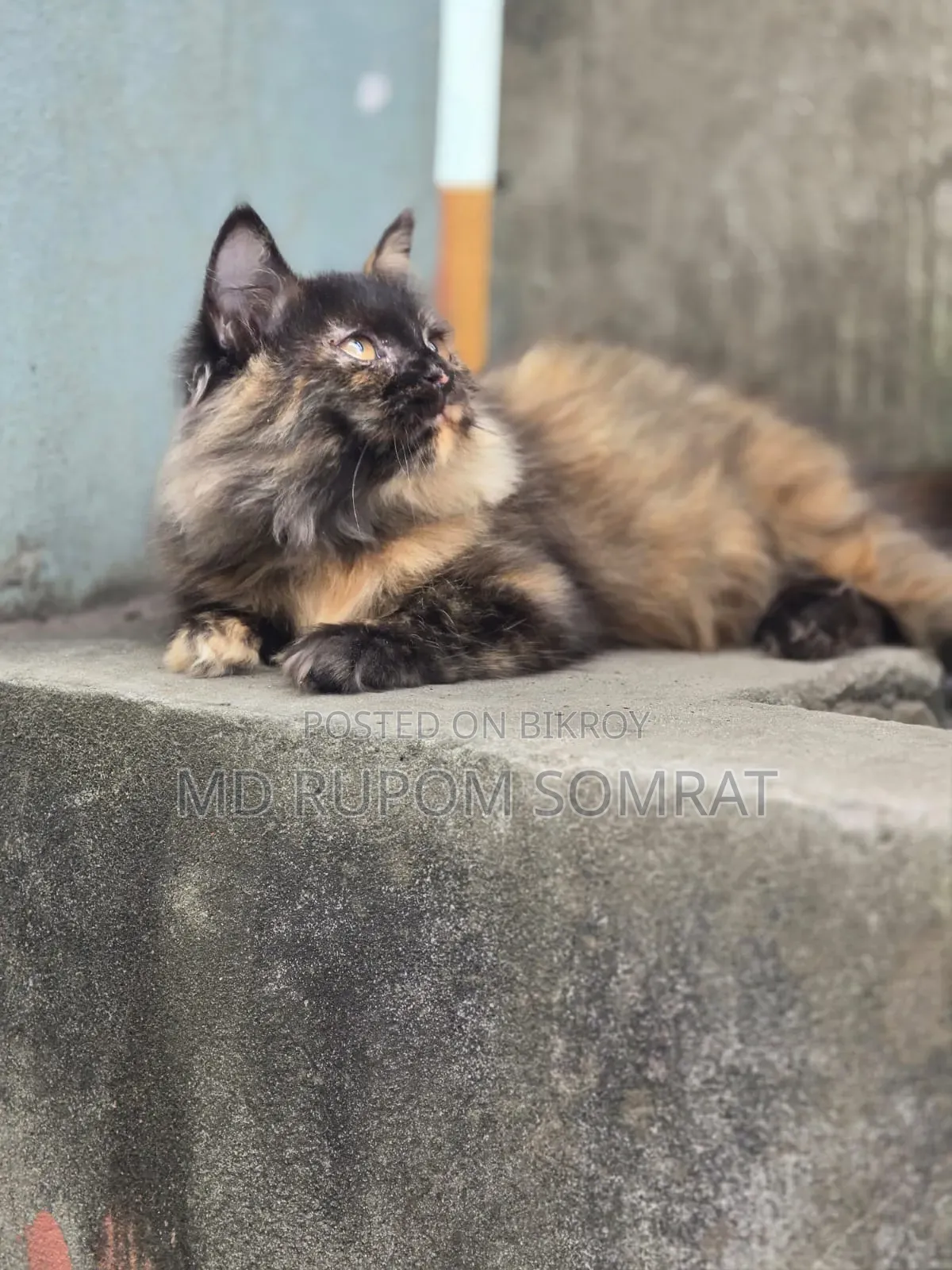 ৩-৬ মাসের মাদি খাঁটি পার্সিয়ান বিড়াল