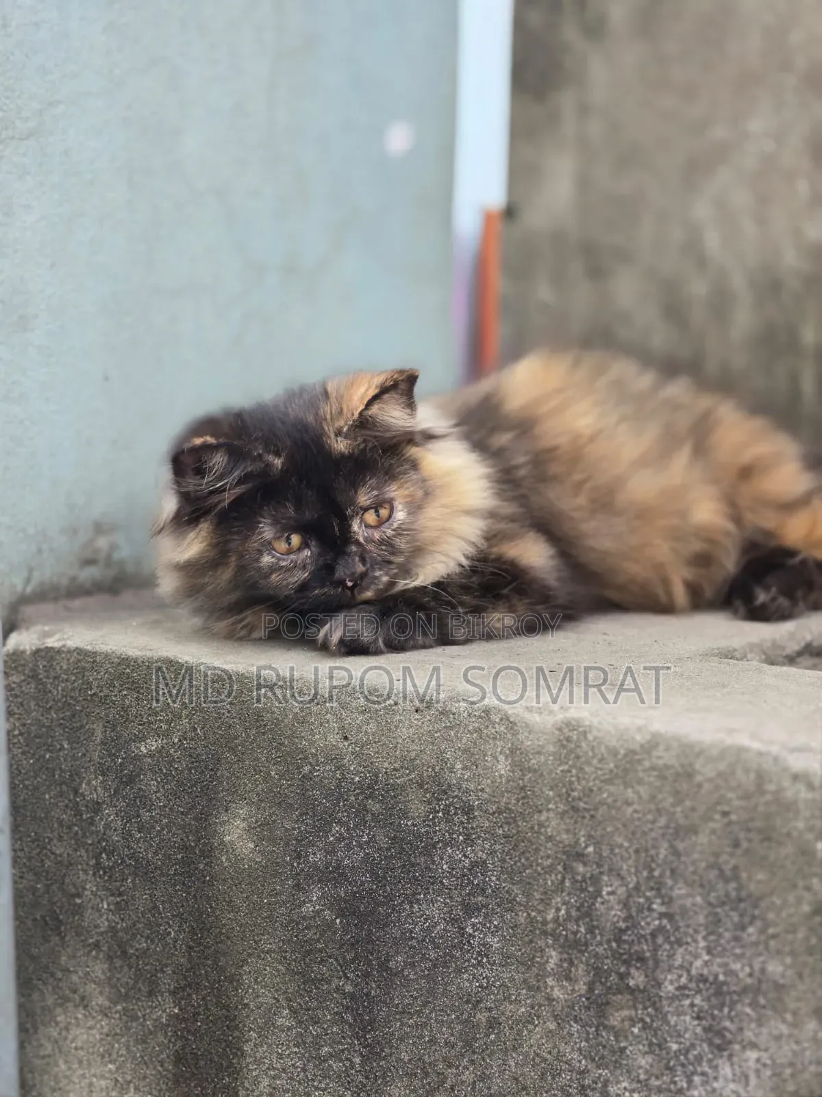 ৩-৬ মাসের মাদি খাঁটি পার্সিয়ান বিড়াল