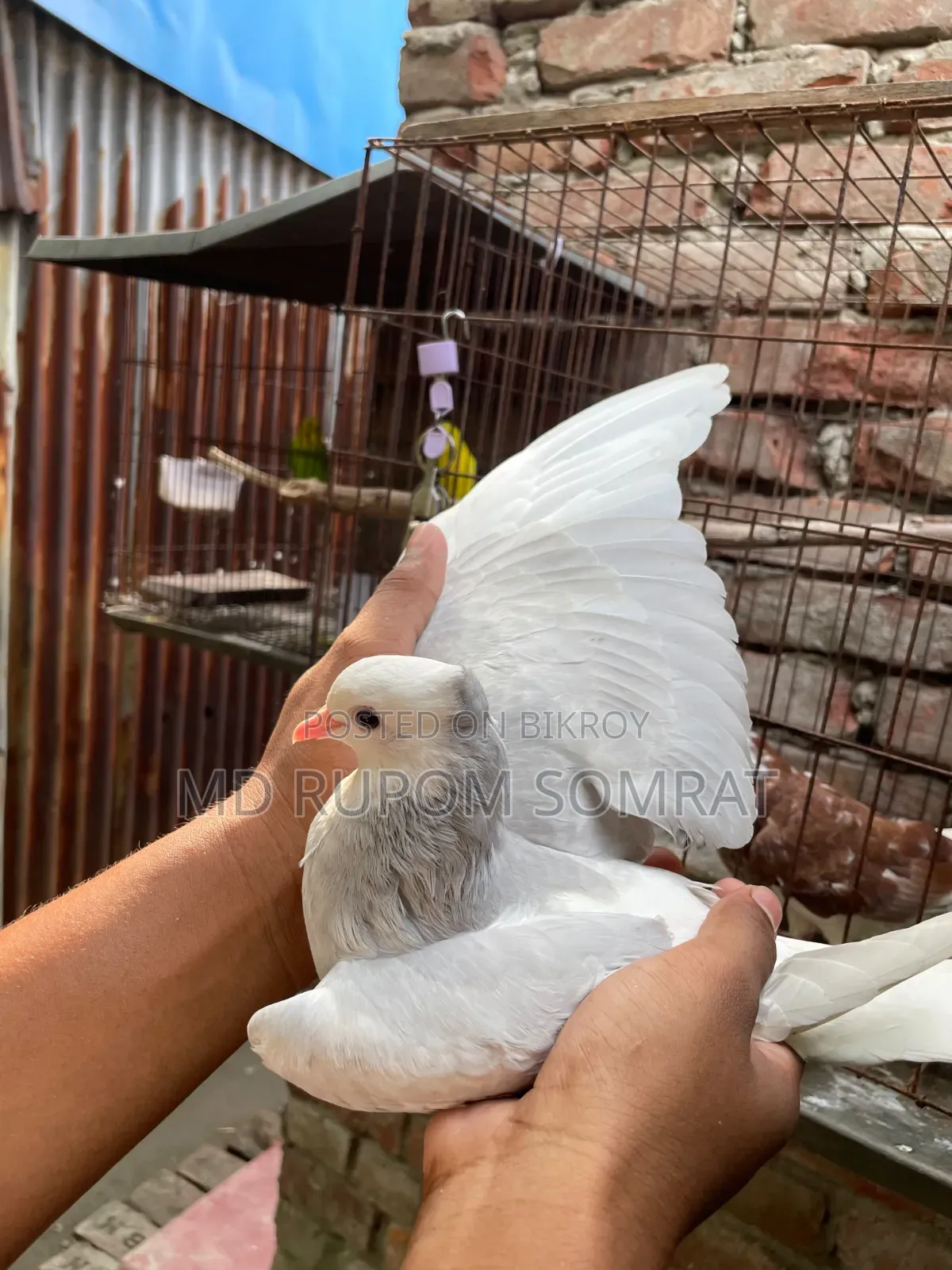 Silver Gorra Pigeon Chick