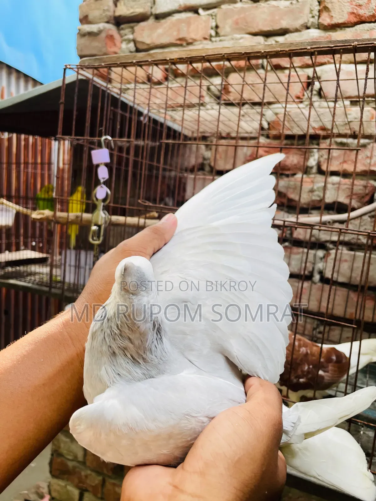 Silver Gorra Pigeon Chick