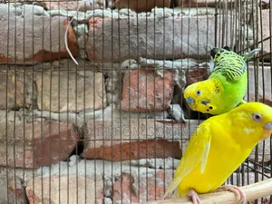 Lutino Budgerigar Male Classic Male