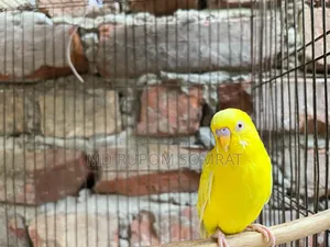 Lutino Budgerigar Male Classic Male