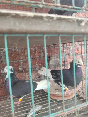 গিরা কবুতর