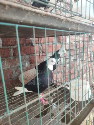 গিরা কবুতর