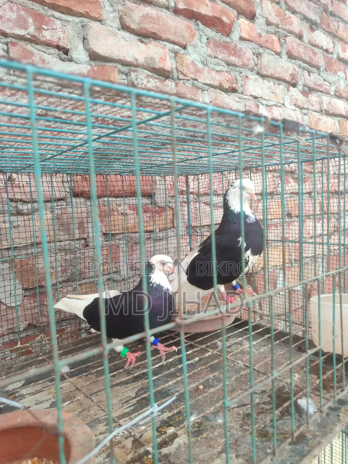 গিরা কবুতর