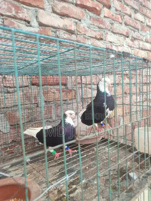 গিরা কবুতর