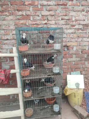 গিরা কবুতর
