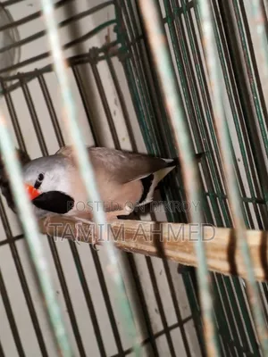 Long Tail Male Sell Hobe