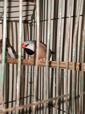 লং টেইল মেল বিক্রি হবে