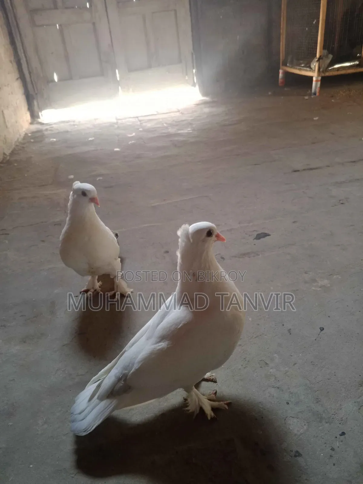 সাদা আরবীয় কোকা সেমি অ্যাডাল্ট বেবি
