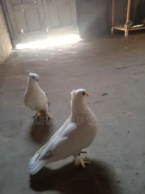 সাদা আরবীয় কোকা সেমি অ্যাডাল্ট বেবি