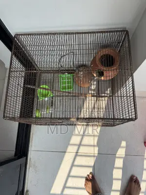 Bird Cage