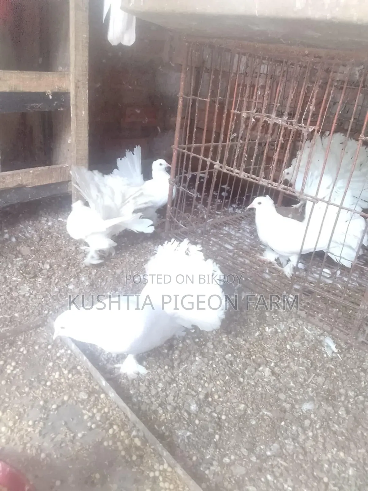 ময়ুরী এডাল্ট জোড়া দুইটা